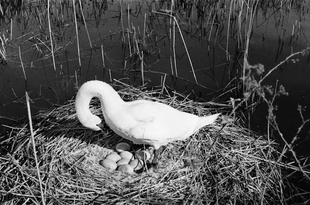 swan nest